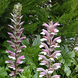 Acanthus (Acanthus mollis)