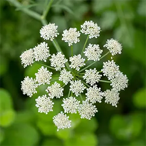 Adas Manis (Pimpinella anisum)