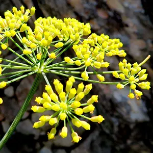 Adas (Foeniculum vulgare)