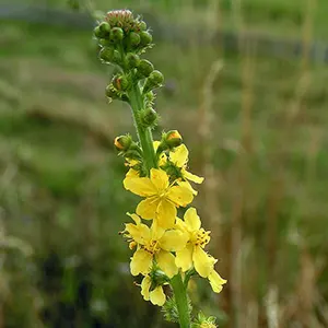 Agrimony (Agrimonia eupatoria)