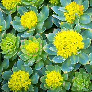 Akar Emas (Rhodiola rosea)