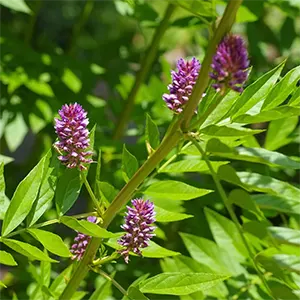 Akar Manis (Glycyrrhiza glabra)