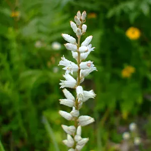 Akar Unicorn (Aletris farinosa)