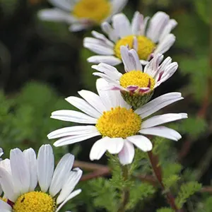 Akarkara (Anacyclus pyrethrum)