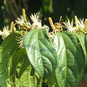 Akola (Alangium salviifolium)