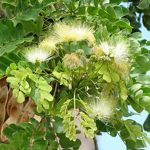 Albizia (Albizia lebbeck)