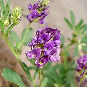 Alfalfa (Medicago sativa)