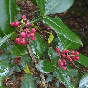 Andaliman (Zanthoxylum acanthopodium)