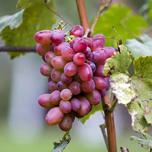 Anggur (Vitis vinifera)