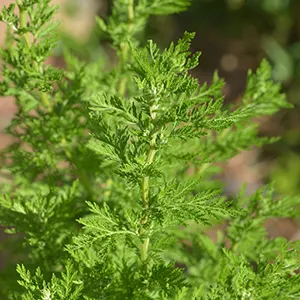 Anuma (Artemisia annua)