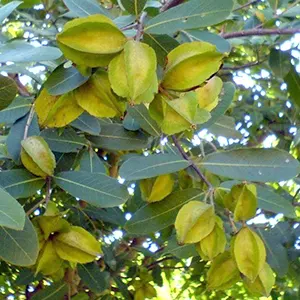 Arjun (Terminalia arjuna)