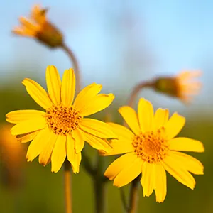 Arnica (Arnica montana)