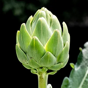 Articok (Cynara cardunculus var. scolymus)