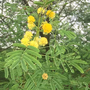 Babula (Vachellia nilotica)