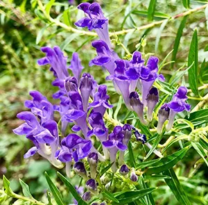 Baikal Skullcap (Scutellaria baicalensis)