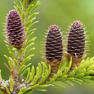 Balsam (Abies balsamea)