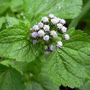 Bandotan (Ageratum conyzoides)