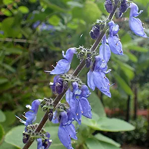 Bangun-Bangun (Coleus barbatus)