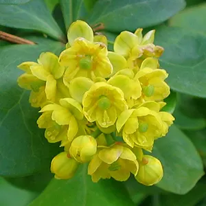 Barberry (Berberis vulgaris)