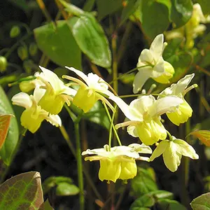 Barrenwort (Epimedium)