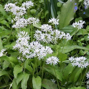 Bawang Putih Liar (Allium ursinum)