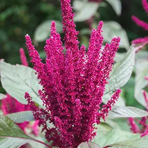 Bayam Merah (Amaranthus hypochondriacus)