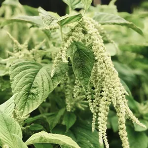 Bayam (Amaranthus)