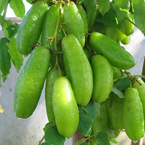 Belimbing Sayur (Averrhoa bilimbi)