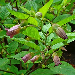 Belladonna (Atropa belladonna)