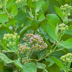 Beluntas (Pluchea indica)