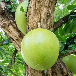 Berenuk (Crescentia cujete)