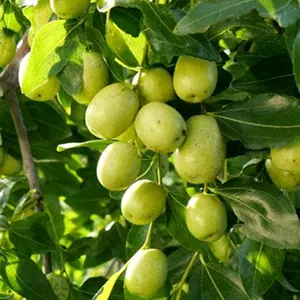 Bidara (Ziziphus mauritiana)