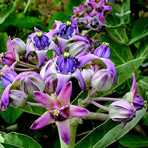 Biduri (Calotropis gigantea)