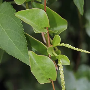 Binahong (Anredera cordifolia)