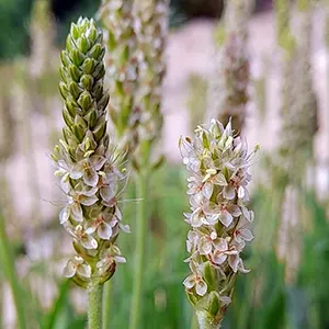 Blond Psyllium (Plantago ovata)