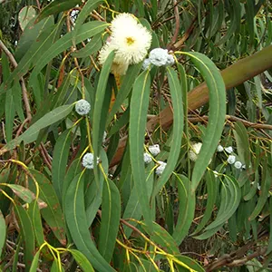 Blue Gum (Eucalyptus globulus)