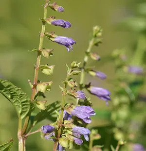 Blue Skullcap (Scutellaria lateriflora)