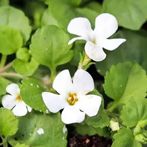 Brahmi (Bacopa monnieri)