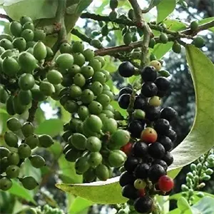 Buah Makasar (Brucea javanica)