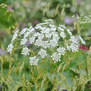 Bunga Uskup (Ammi majus)