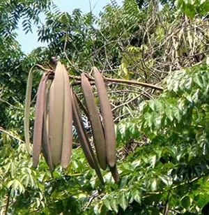 Bungli (Oroxylum indicum)