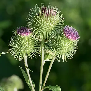 Burdock (Arctium lappa)