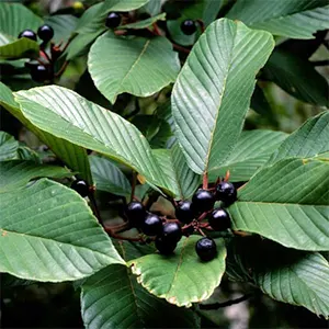 Cascara (Frangula purshiana)