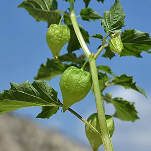 Cecendet (Physalis angulata)