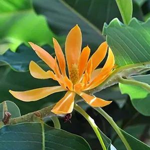 Cempaka (Magnolia champaca)