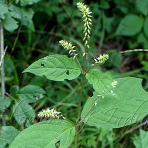 Chaff Flower