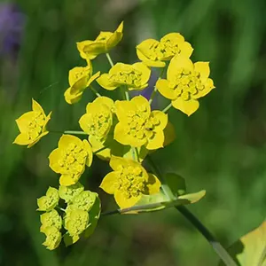 Chai Hu (Bupleurum chinense)