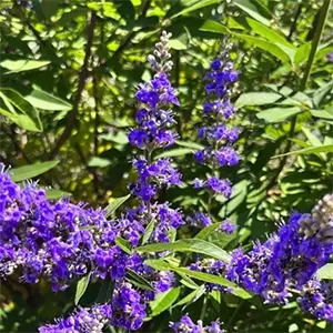 Chaste Tree (Vitex agnus-castus)