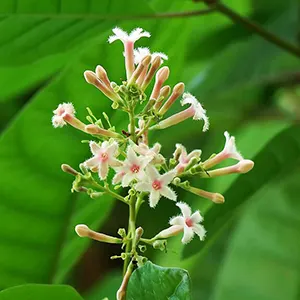 Cinchona (Cinchona spp.)