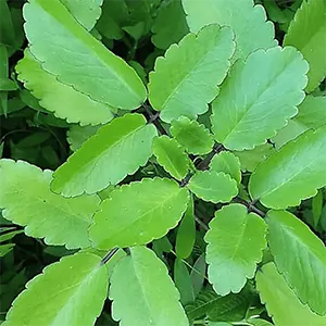 Cocor Bebek (Kalanchoe pinnata)